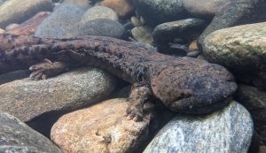 Hellbender