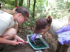High school interns gather dragonfly larvae in Chasteen Creek, located in Great Smoky Mountains National Park near Cherokee, to collect data for the Dragonfly Mercury Project in 2014. Photo courtesy of the National Park Service.