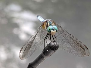 The blue dasher, Pachydiplax longipennis, is one of 70 species of dragonflies found in Great Smoky Mountains National Park. Photo by Emma Oxford. 
