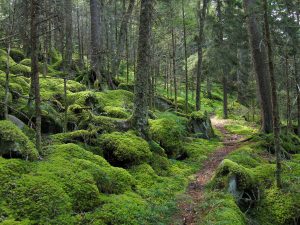 Baxter Creek Trail winds through spruce-fir forest characteristic of the highest elevations in the Smokies. Photo provided by GPA Photo Archive, Miguel V.