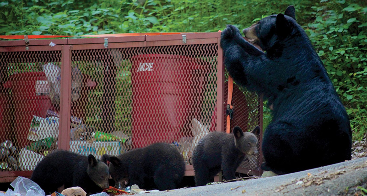 When bears learn to rely on unsecured garbage for food, they can become aggressive and dangerous, creating a risky situation for both bears and humans. Photo provided by Sarah Robinette.