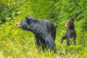 Born weighing less than half a pound, black bear cubs typically remain with their mother for about 18 months before striking out on their own. Photo provided by Fred Shaw. 