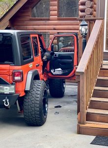 A black bear peers out of a Jeep at Chalet Village in Gatlinburg. To prevent bears from breaking in to search for food, drivers should ensure their vehicles stay locked. Photo provided by S. J. Geis.