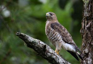 A fairly common summer resident of Great Smoky Mountains National Park that can be seen at all elevations, the broad-winged hawk lives in deciduous woodlands and can be seen hunting from low perches. They have a broadly banded dark and white tail, and their call is a thin, shrill pee-weeeeee whistle. Provided by Aitor Gonzalo. 
