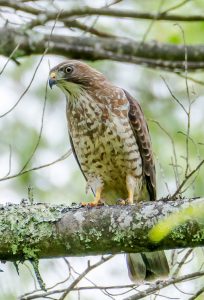 Small forest-dwelling birds of prey of only 15–17 inches, broad-winged hawks migrate annually to South and Central America from their breeding grounds in North America’s temperate forests. Interestingly they all seem to migrate within just a few days, their departure time at least partly based on when cold fronts move through the region. Provided by Andrew Hrycyna.