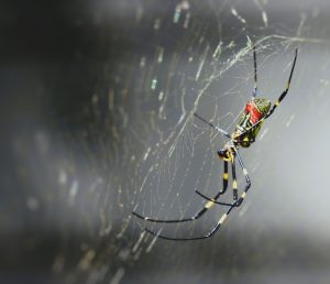 A joro spider (Trichonephila clavata) and its web catch light at a location in Georgia. Photo provided by Erin Brierly via Flickr. 