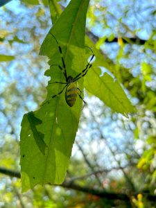 On October 17, Great Smoky Mountains National Park recorded its first joro spider sighting thanks to an observation made by AmeriCorps intern Jarren Rendon in Cades Cove. Photo provided by Jarren Rendon. 