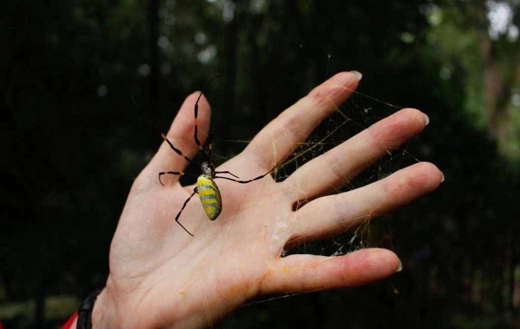 Despite their large size, joro spiders are extraordinarily nonaggressive compared to other spider species and will not bite unless heavily provoked. Photo provided by Carly Mirabile, University of Georgia.