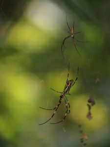 Two joro spiders share a web in Japan. Their native range includes not only Japan but also North Korea, South Korea, China, Taiwan, Vietnam, and India. Photo provided by Koo Bearhill via Flickr. 