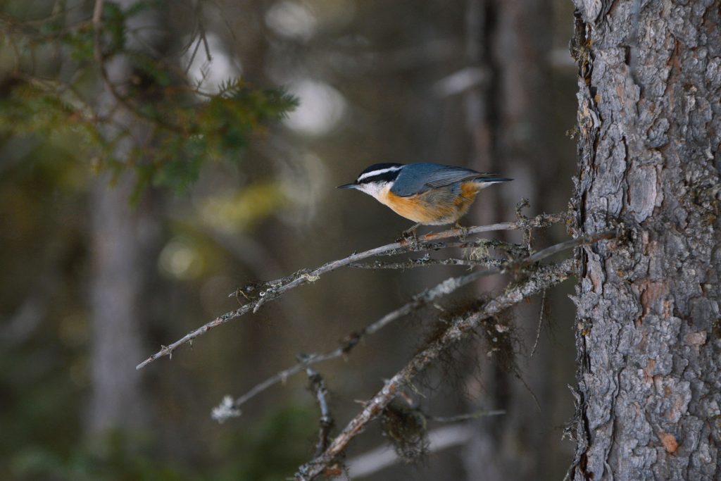 The red-breasted nuthatch is a relatively common winter resident in high elevations of the Southern Appalachians. Photo by Kathy Webb, courtesy of National Audubon Society.