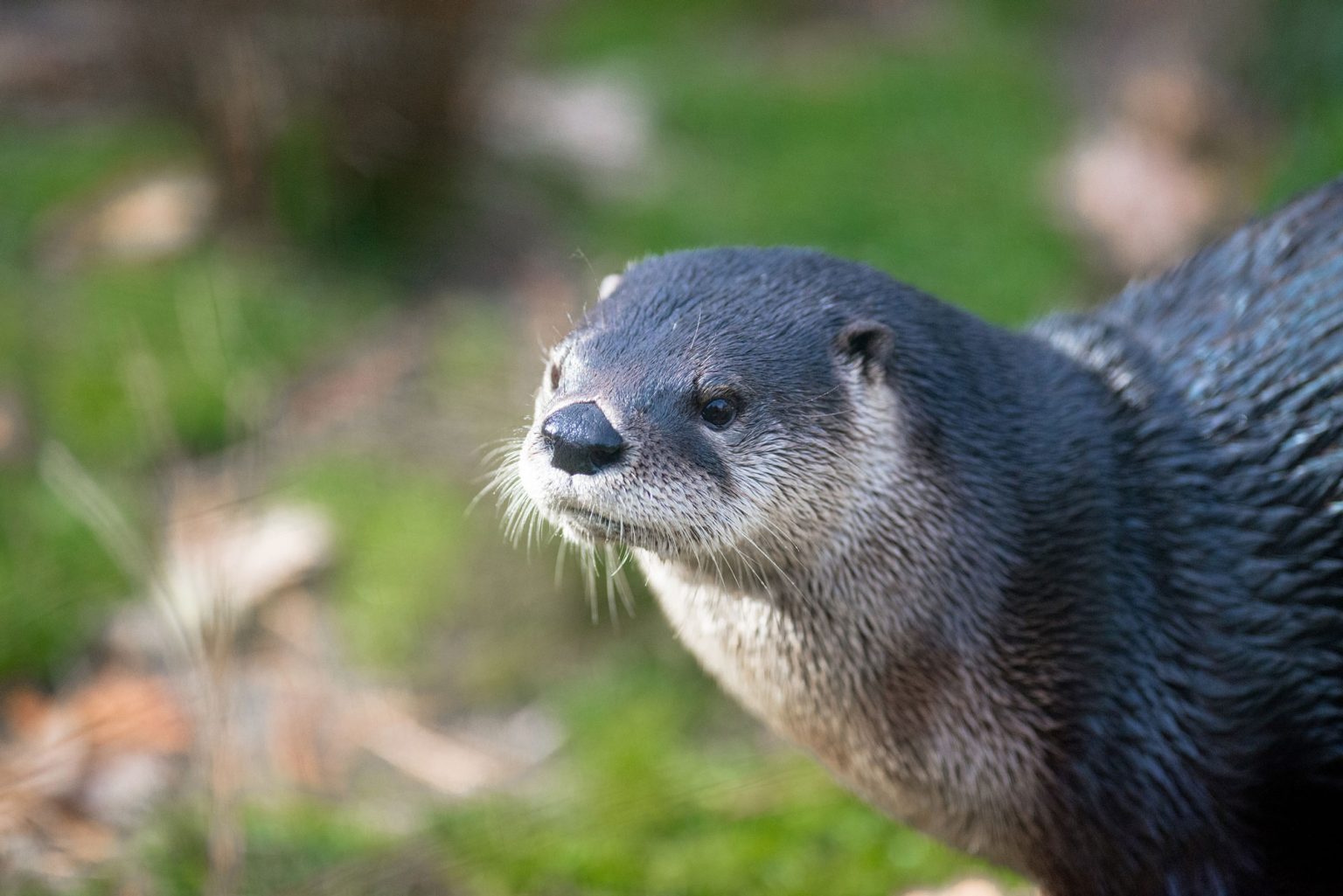 close up of a river otter