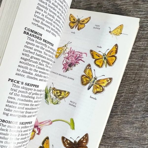 Peterson First Guides: Butterflies and Moths - Image 2