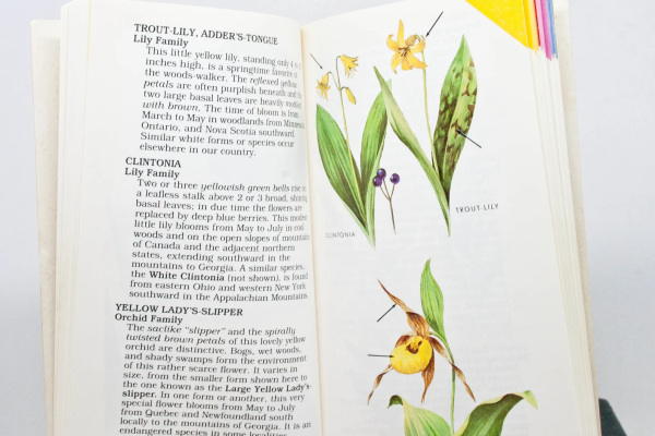 Peterson First Guide to Wildflowers - Image 2