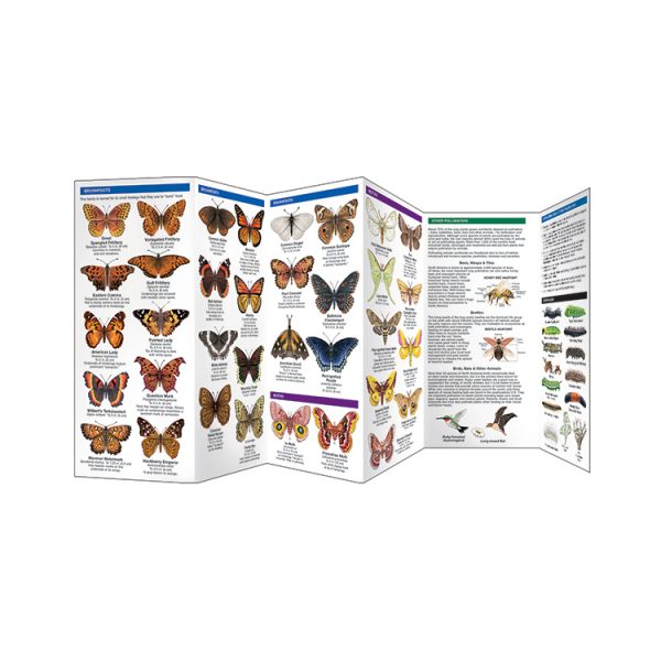 Butterflies & Pollinators: A Folding Pocket Guide to Familiar Species - Image 2