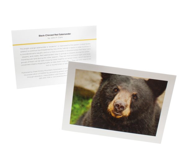 Great Smoky Mountains National Park Wildlife Note Cards - Image 3