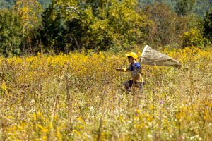 The butterfly education and monarch tagging program in Cades Cove is managed by Great Smoky Mountains Institute at Tremont (GSMIT), a nonprofit park partner specializing in experiential outdoor education. Every year, as many as 6,000 students and adults attend workshops, camps, and school programs designed to promote curiosity and inspire learning. Photo by Rich Bryant, provided by GSMIT.