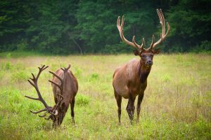 If an elk charges you, do not turn your back. Instead, take cover behind a large object like a vehicle or tree. In the unlikely event that the elk does make contact, protect your head and neck. Provided by Joye Ardyn Durham.