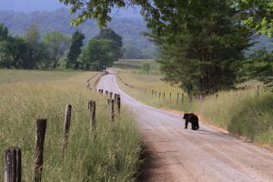 A black bear walks down Hyatt Lane in Cades Cove—a popular destination for wildlife viewing thanks to the open fields and abundance of natural food sources. Photo by Warren Bielenberg.