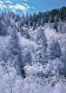 A winter wonderland after heavy snow along the high reaches of Newfound Gap Road.