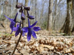 Flowers present even more opportunities for Sue to explore magicalness. Pink ladyslippers, when viewed from behind, seem like regal fairy queens ready to offer some benevolent ruling. Larkspur (pictured) reminds her of Merlin the Wizard from King Arthur legends.