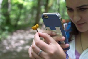 With iNaturalist, a mobile app created to record and share biodiversity worldwide, pilgrims become community scientists, contributing valuable data to assist scientists and resource managers at Great Smoky Mountains National Park. Photo provided by Spring Wildflower Pilgrimage.