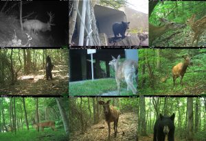 Black bear, white-tailed deer, and elk were the focal species of a three-year study by National Parks Conservation Association and Wildlands Network to discover where animals were trying to cross, where they were succeeding, and where they were perishing in wildlife–vehicle collisions. In July, the organizations published an 86-page report providing science-driven recommendations for state departments of transportation to make a 28-mile stretch of Interstate 40 between Asheville and Knoxville safer for wildlife and humans. Provided by NPCA and Wildlands Network.