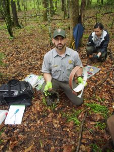 Park Wildlife Biologist Joe Yarkovich holds the well-worn elastic radio collar removed from a juvenile female elk. It will be replaced by a new leather collar. Provided by David Brill.