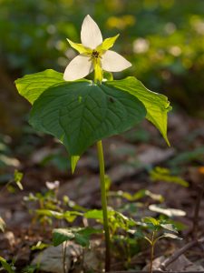 A Spring Wildflower Pilgrimage favorite, trilliums appear in various forms in the Smokies with colors ranging from white to yellow to deep purple, each individual species spectacular and unique. Photo provided by Great Smoky Mountains Association.