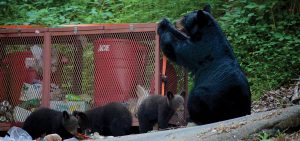 Since 2014, the urban bear study in Asheville has been examining how urban food sources—primarily in the form of bird feeders, unsecured garbage, and purposeful feeding by residents—are influencing bear movements and the risk of mortality. Image provided by Sarah Robinette.
