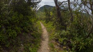 A walk on Mount LeConte. GSMA Archives.