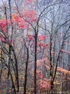 When the leaves start to fall, the structure of the underlying trunks and branches starts to show through. This gives an almost infinite variety of artistic compositions