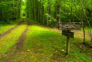 Hazel Creek Trail. Photo from GSMA archives.