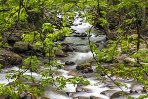 Middle Prong Confluence