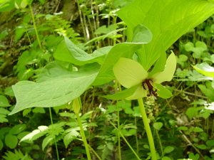 Nodding trillium