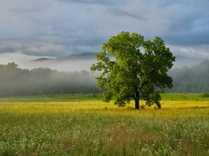 Photo of a tree