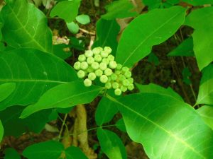 Redring milkweed. Photo by Tom Harrington.