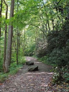 Middle Prong Trail