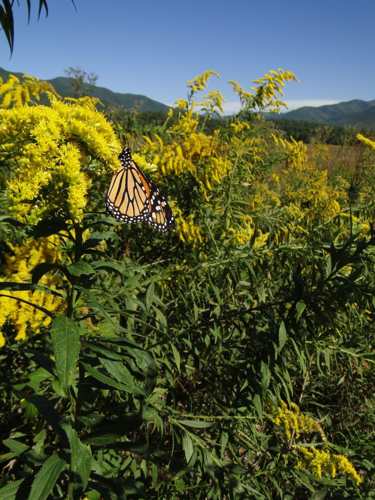 A monarch butterfly rests on goldenrod. Photo by Sue Wasserman.
