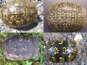 Box turtles can live up to between 50 and 100 years. Their age can be estimated by counting the concentric growth rings on each plate of the upper shell, which usually sports bright yellow or orange markings. These turtles were all photographed at The Purchase near Waynesville, NC.  Provided by NPS.