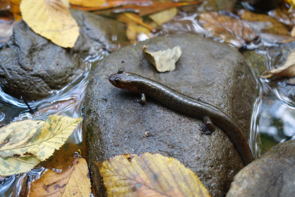 The black-bellied salamander (pictured) is one of many species who is negatively affected by rock stacking. Photo by Emma Oxford.