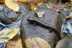 The black-bellied salamander (pictured) is one of many species negatively affected by rock stacking. Photo by Emma Oxford.