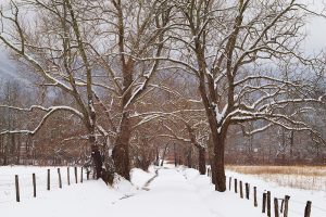 Sparks Lane branches off of Cades Cove Loop Road just before John Oliver Cabin. Walking in when the road is closed gives you a chance for more pristine snow before it melts or gets tracked up. Watch your histogram and highlight warnings to help guide your exposure. Photo by Nye Simmons.