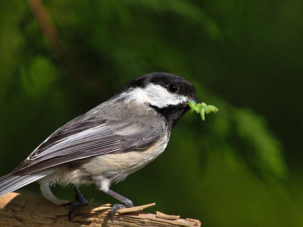 Many bird species depend upon caterpillars for their diets. When landscapes do not include keystone species such as oak trees that support caterpillars, chickadees and other species are not able to breed and their populations decline, which causes a domino effect of other biodiversity impediments. Provided by Blake Ross.