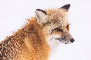 People who want to do something good for the planet can plant trees that share their energy with other species like the red fox, which depends upon insects for 25 percent of its diet. Where there are no keystone plant species, there are fewer insects, which means the red fox may eventually be absent from the landscape. Provided by Jacob W. Frank. 