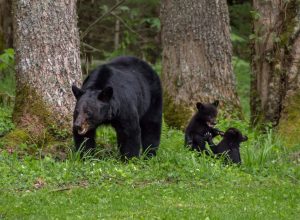 In sync with bears’ emergence, Great Smoky Mountains Association has just released a new book teaching kids the importance of bears’ natural foods and showing what can happen when bears are allowed access to the food humans eat or the scraps and trash those foods create. Image by Phil Horton.