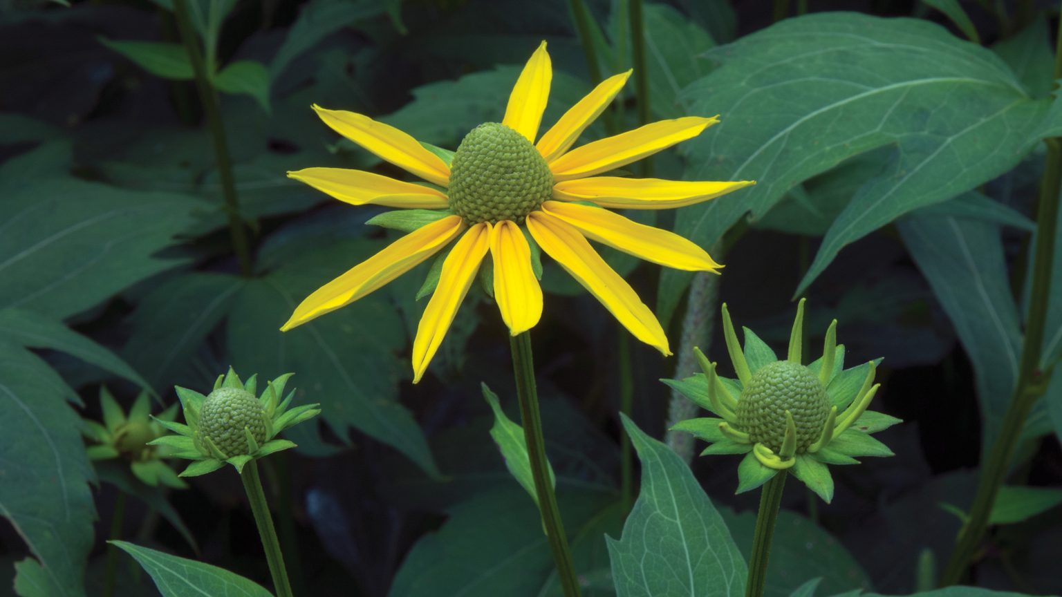 Gathering sochan or green-headed coneflower is a sacred family tradition that connects the Eastern Band of Cherokee Indians to their heritage. A new agreement with Great Smoky Mountains National Park recognizes and honors the Tribe’s historical ties and cultural knowledge with respect to the land. Photo courtesy of GSMA.