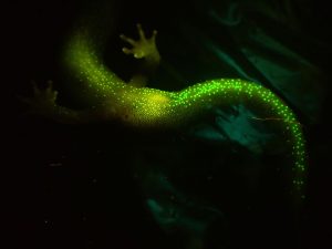 The tail of a southern gray-cheeked salamander emits a greenish glow. Southern gray-cheeked salamanders (Plethodon metcalfi) are one of many salamander species now known to fluoresce in response to blue light. Biologists Jonathan Cox and Benjamin Fitzpatrick recently became the first to document the biofluorescence of the southern gray-cheeked salamander endemic to the Great Smoky Mountains and the highlands of Western North Carolina. Images provided by Jonathan Cox.