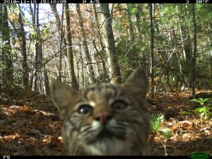 Bobcat breeding season peaks in March, followed by a gestation period of around 60 days. Two to three young are born in dens in rock crevices or ledges, brush piles, or hollow trees. They are weaned at two months and become independent in fall or early winter. Provided by National Parks Conservation Association and Wildlands Network.