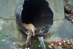 With few exceptions, most drainage structures used in highway construction near the Smokies are too small, too dark, or too wet to be used by bobcats. Safe Passage has made recommendations to both the North Carolina and Tennessee Departments of Transportation to replace several culverts with larger ones that would allow dry passage for bobcats, which would also help other wildlife species cross the highway. Provided by National Parks Conservation Association and Wildlands Network.