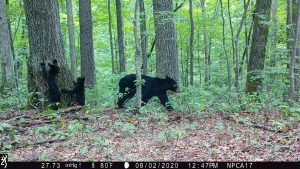 Interstate 40 serves as a formidable barrier to wildlife moving from the Smokies to Cherokee and Pisgah National Forest lands to the north and east, public lands that bears like these need to access safely to find mates, food, and shelter. Safe Passage: The I-40 Pigeon River Gorge Wildlife Crossing Project promotes the development of dedicated wildlife crossings to reduce collisions with these animals—and the first structures are underway at the Harmon Den exit. Courtesy of National Parks Conservation Association and Wildlands Network.
